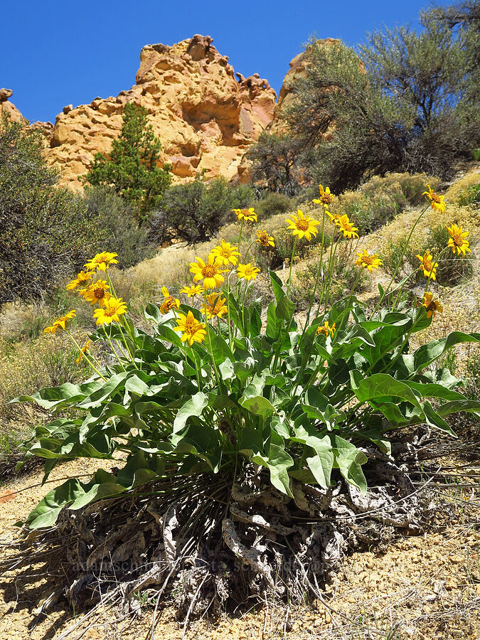 arrow-leaf balsamroot (Balsamorhiza sagittata) [Juniper Gulch, Malheur County, Oregon]