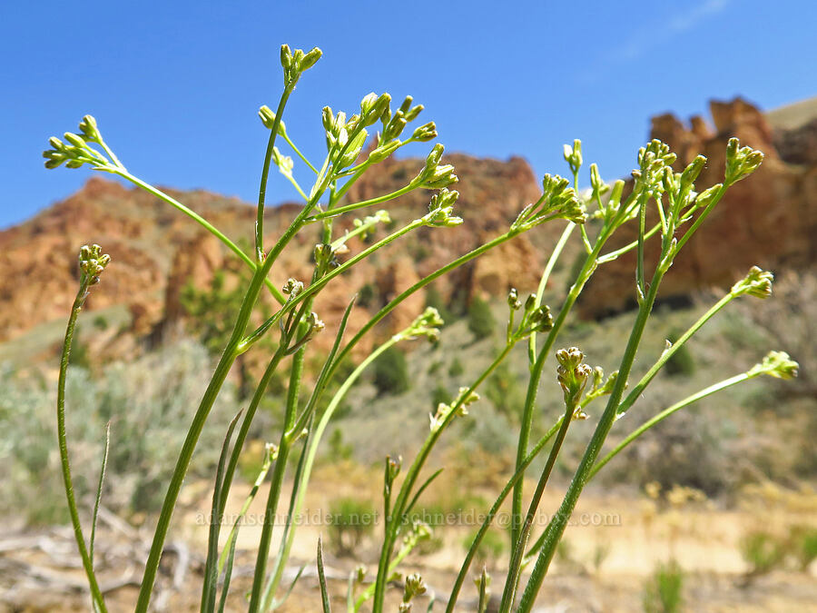 taper-tip hawksbeard, budding (Crepis acuminata) [Juniper Gulch, Malheur County, Oregon]