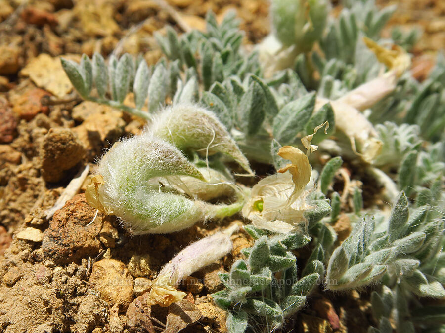 woolly-pod milk-vetch with folded pods (Astragalus purshii) [Juniper Gulch, Malheur County, Oregon]