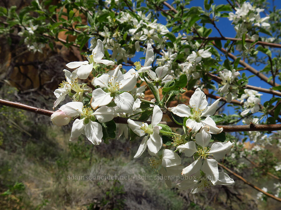 feral fruit tree [Juniper Gulch, Malheur County, Oregon]