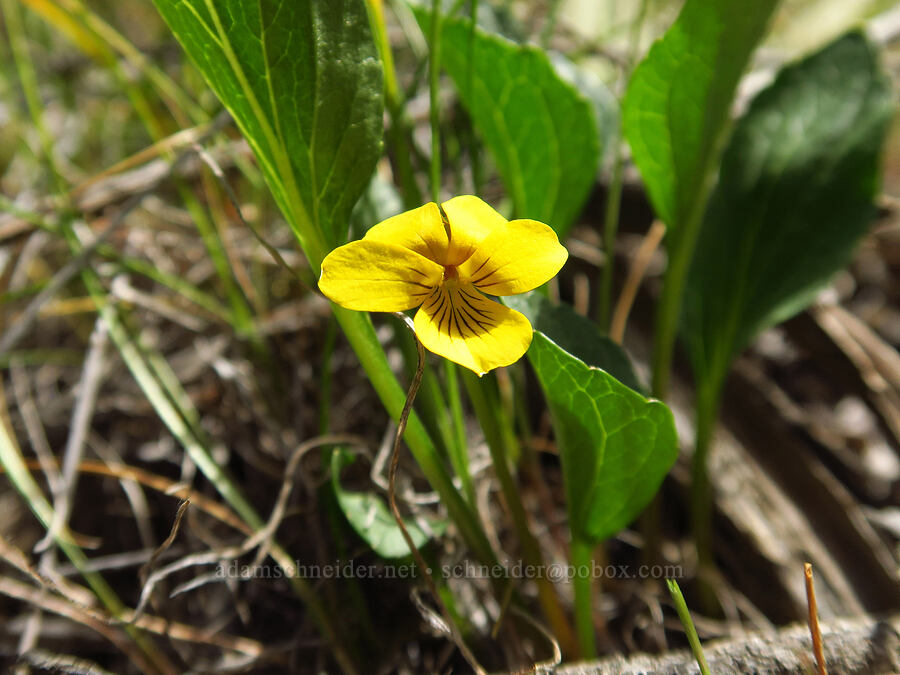 upland yellow violet (Viola praemorsa ssp. linguifolia (Viola nuttallii var. major)) [Juniper Gulch, Malheur County, Oregon]