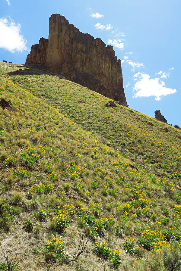 tuff formations & balsamroot (Balsamorhiza sagittata) [Leslie Gulch, Malheur County, Oregon]