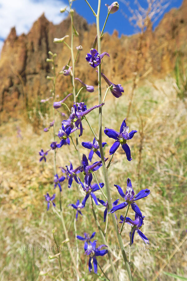 desert larkspur (Delphinium andersonii (Delphinium scaposum var. andersonii)) [Leslie Gulch, Malheur County, Oregon]