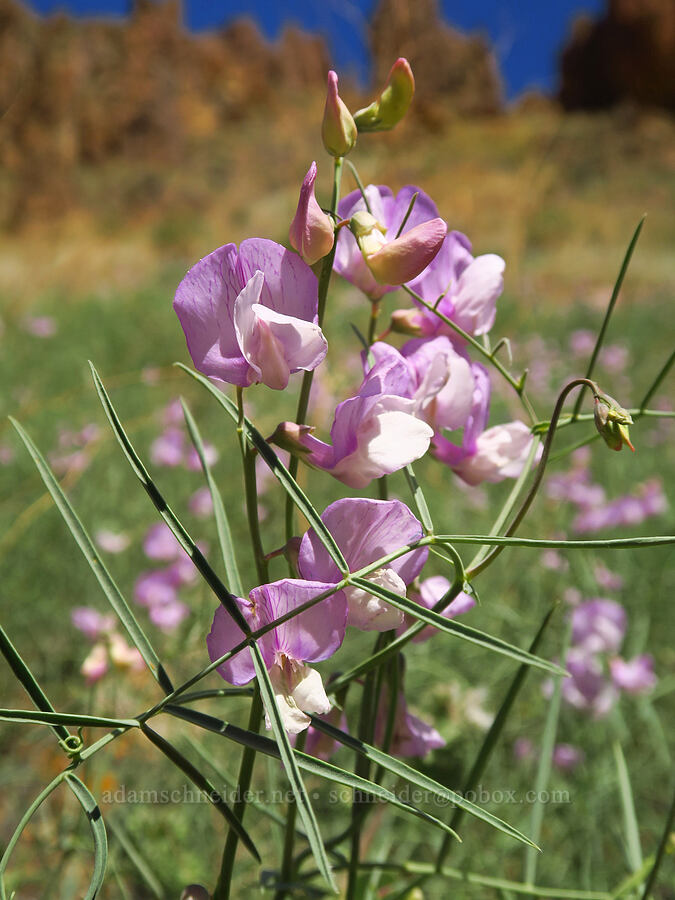 narrow-leaf pea-vine (Lathyrus pauciflorus var. pauciflorus) [Leslie Gulch, Malheur County, Oregon]