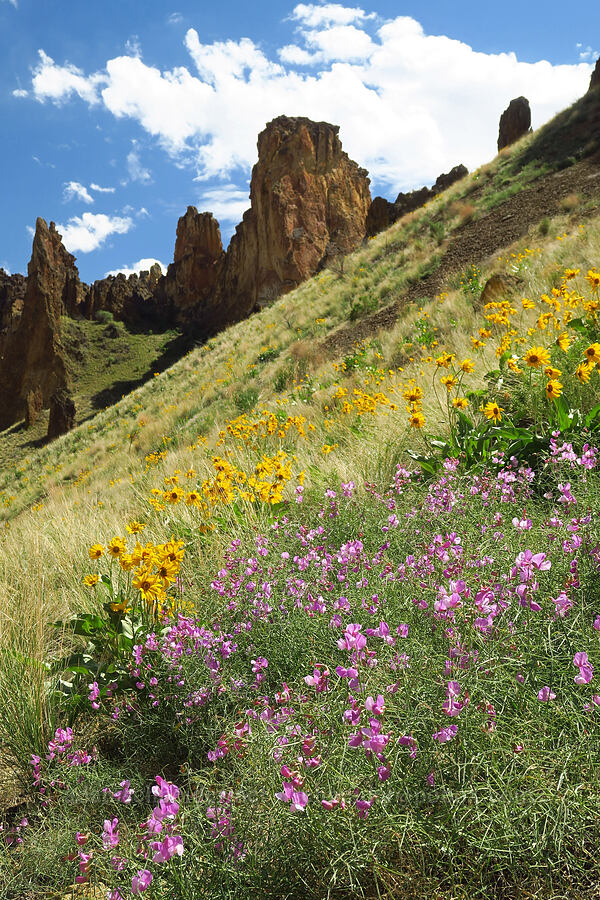 narrow-leaf pea-vine & arrow-leaf balsamroot (Lathyrus pauciflorus var. pauciflorus, Balsamorhiza sagittata) [Leslie Gulch, Malheur County, Oregon]