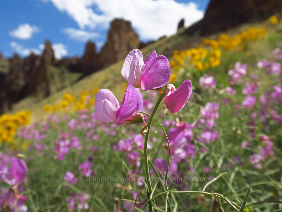 narrow-leaf pea-vine (Lathyrus pauciflorus var. pauciflorus) [Leslie Gulch, Malheur County, Oregon]