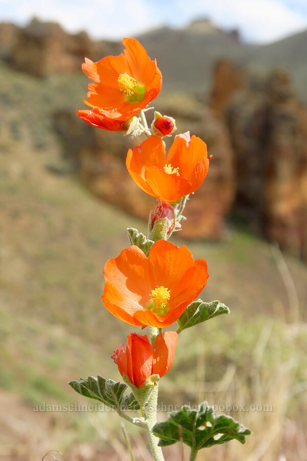 white-stem globe-mallow (Sphaeralcea munroana) [Leslie Gulch, Malheur County, Oregon]
