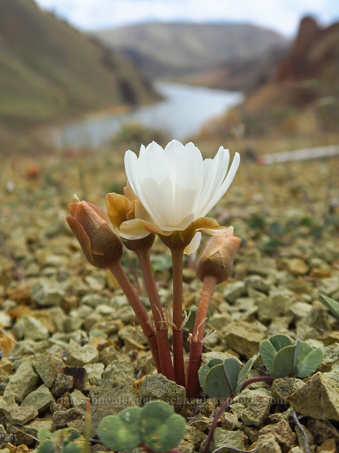 bitterroot flowers & Owhyee clover leaves (Lewisia rediviva, Trifolium owyheense) [Leslie Gulch, Malheur County, Oregon]