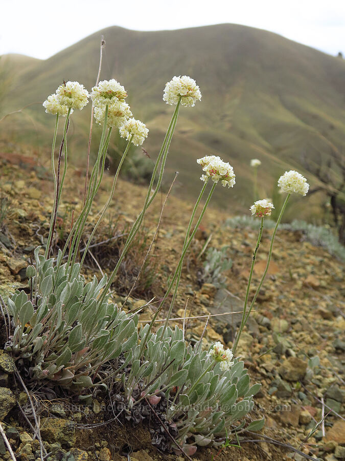 purple cushion buckwheat (Eriogonum ovalifolium var. purpureum) [Leslie Gulch, Malheur County, Oregon]