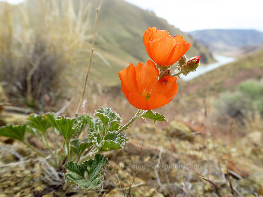 white-stem globe-mallow (Sphaeralcea munroana) [Leslie Gulch, Malheur County, Oregon]