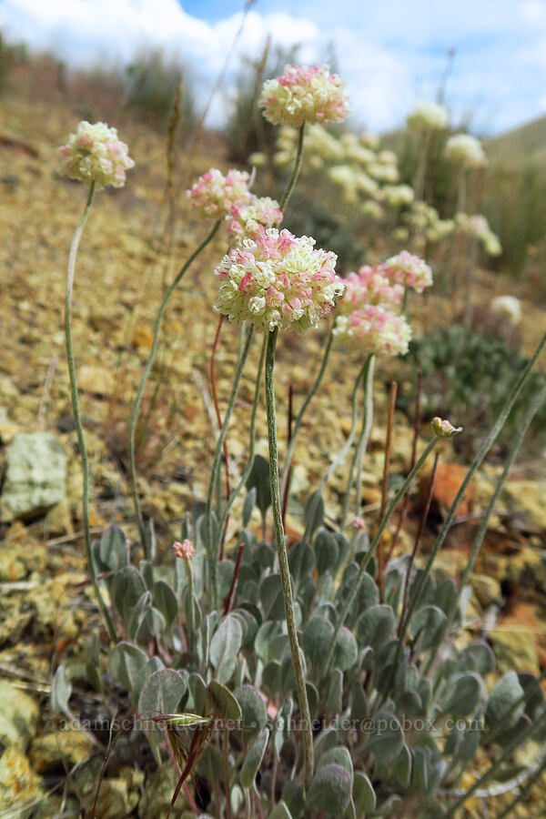 purple cushion buckwheat (Eriogonum ovalifolium var. purpureum) [Leslie Gulch, Malheur County, Oregon]