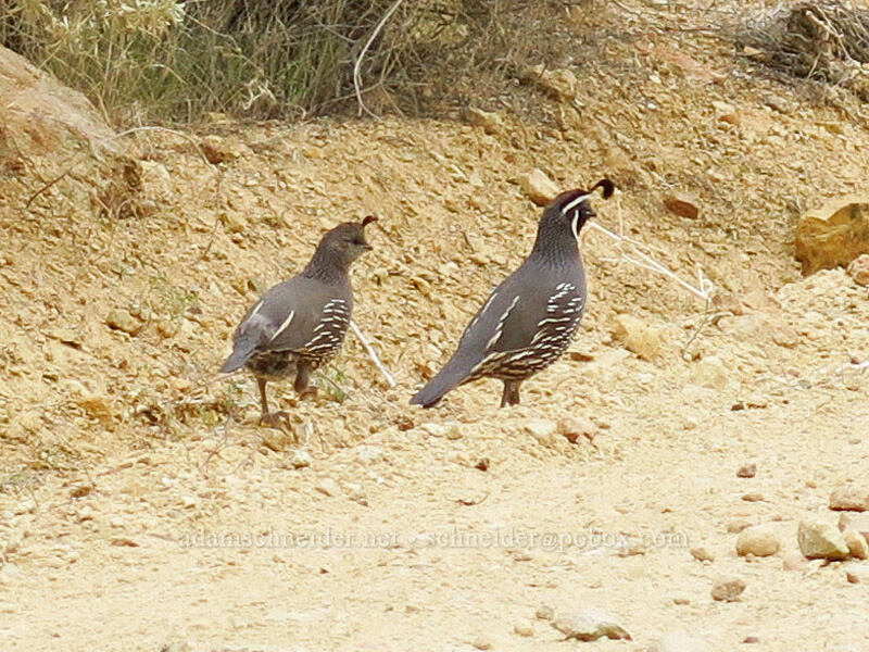 California quail (Callipepla californica) [Leslie Gulch, Malheur County, Oregon]