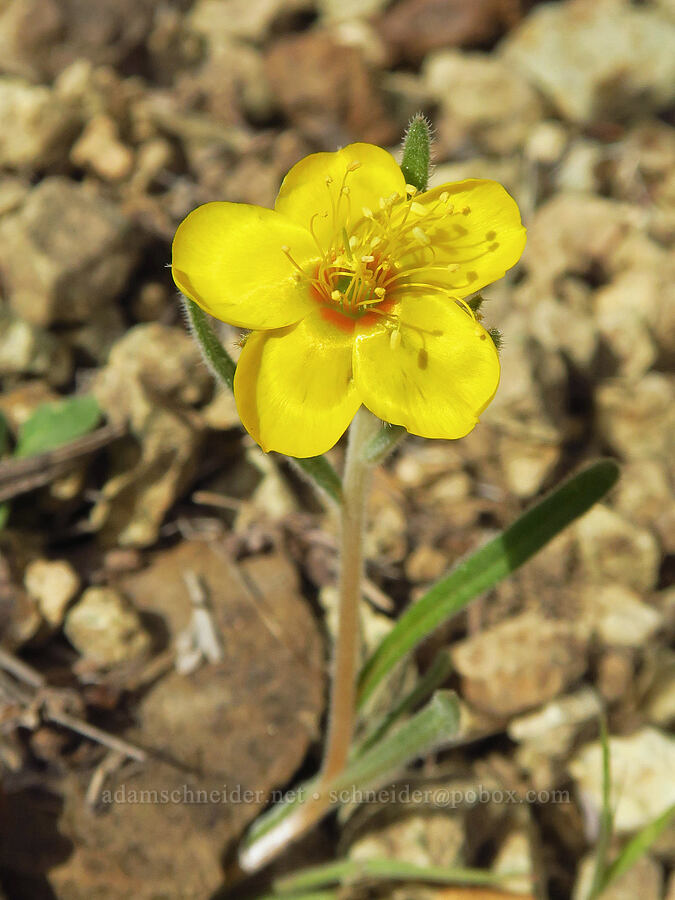 blazing star (Mentzelia sp.) [Leslie Gulch, Malheur County, Oregon]