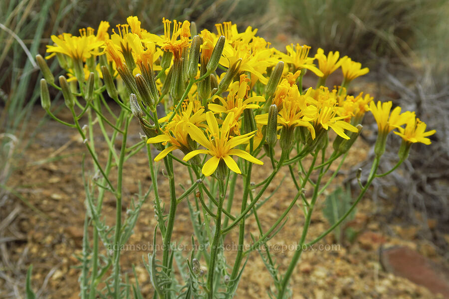 gray hawksbeard (Crepis intermedia) [Leslie Gulch, Malheur County, Oregon]