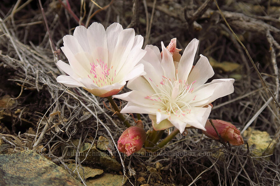 bitterroot (Lewisia rediviva) [Leslie Gulch, Malheur County, Oregon]