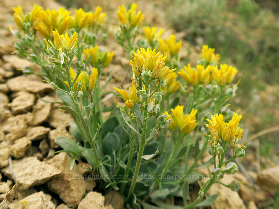 Chambers' bladder-pod (Physaria chambersii) [Leslie Gulch Road, Malheur County, Oregon]
