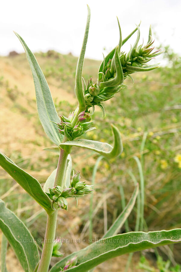 sharp-leaf penstemon, budding (Penstemon acuminatus) [Leslie Gulch Road, Malheur County, Oregon]