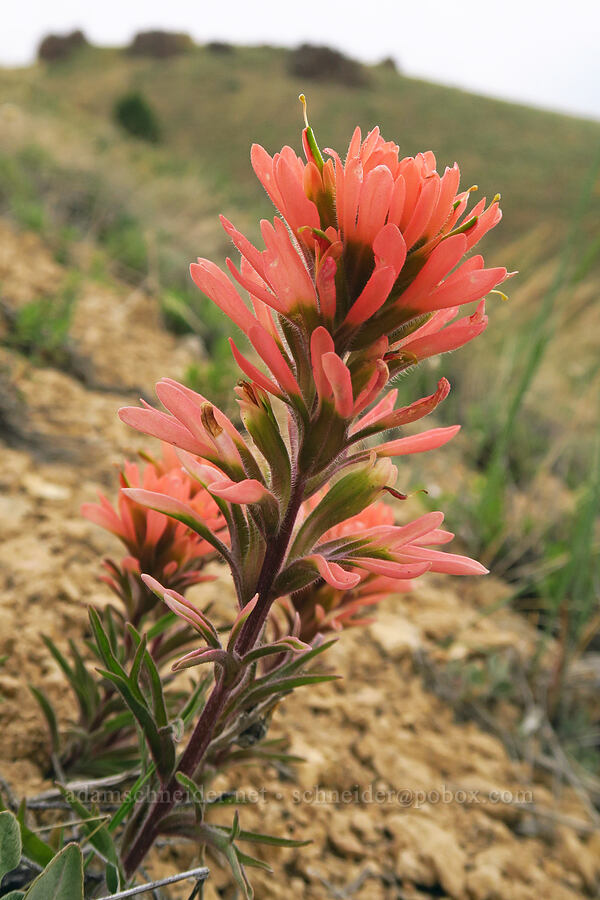 pale desert paintbrush (Castilleja chromosa) [Leslie Gulch Road, Malheur County, Oregon]