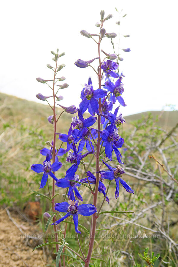 desert larkspur (Delphinium andersonii (Delphinium scaposum var. andersonii)) [Leslie Gulch Road, Malheur County, Oregon]