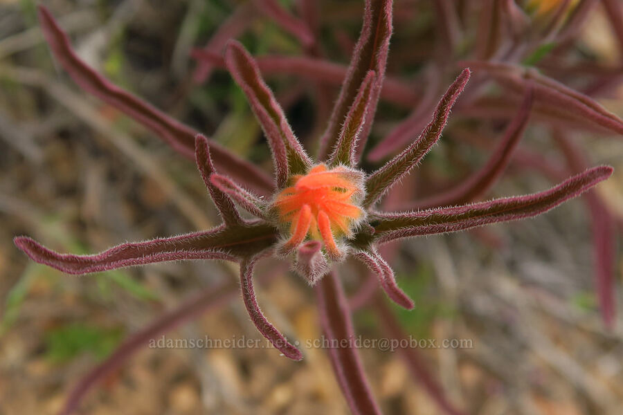 desert paintbrush, budding (Castilleja chromosa) [Leslie Gulch Road, Malheur County, Oregon]