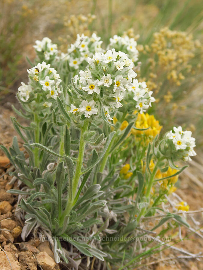 cryptantha/cat's-eyes (Oreocarya sp. (Cryptantha sp.)) [Leslie Gulch Road, Malheur County, Oregon]