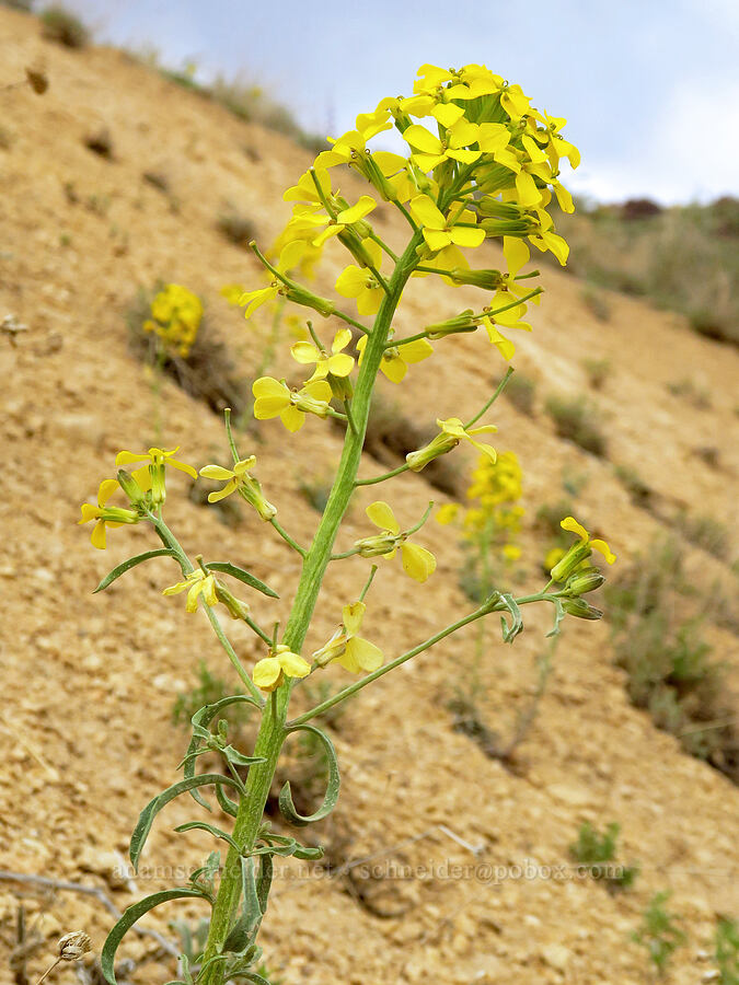 wallflower (Erysimum capitatum) [Leslie Gulch Road, Malheur County, Oregon]