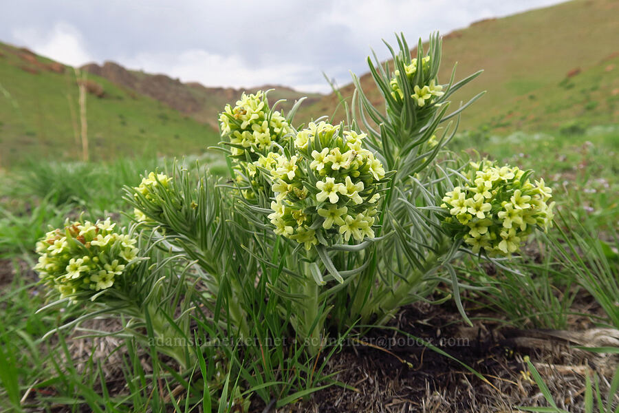 Columbia puccoon (Lithospermum ruderale) [Leslie Gulch Road, Malheur County, Oregon]