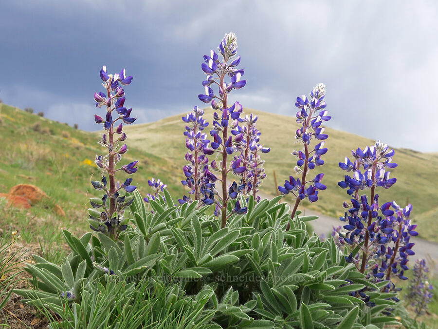 rock lupines & storm clouds (Lupinus saxosus (Lupinus polyphyllus var. saxosus)) [Leslie Gulch Road, Malheur County, Oregon]