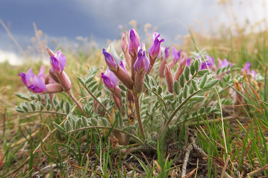 woolly-pod milk-vetch (Astragalus purshii) [Leslie Gulch Road, Malheur County, Oregon]
