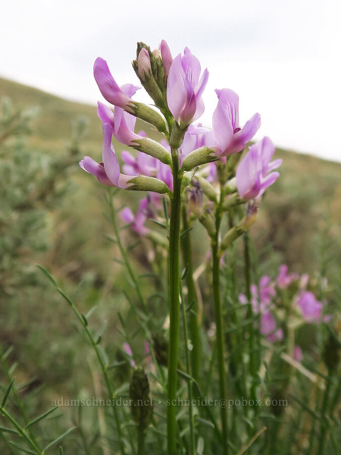 Idaho milk-vetch (Astragalus conjunctus) [Leslie Gulch Road, Malheur County, Oregon]