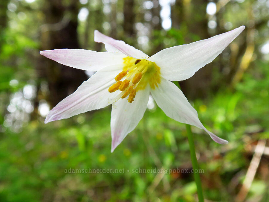 Coast Range fawn lily (Erythronium elegans) [Mount Hebo Road, Siuslaw National Forest, Tillamook County, Oregon]