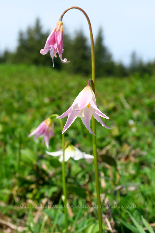 Coast Range fawn lilies, fading (Erythronium elegans) [Mount Hebo, Siuslaw National Forest, Tillamook County, Oregon]