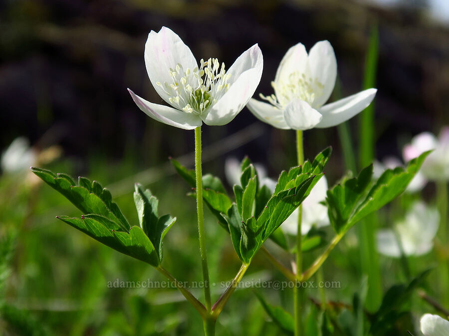 Oregon anemone (Anemone oregana (Anemonoides oregana)) [Mount Hebo, Siuslaw National Forest, Tillamook County, Oregon]