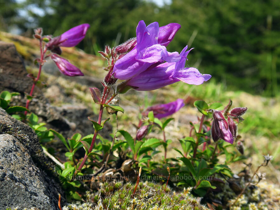 Cardwell's penstemon (Penstemon cardwellii) [Mount Hebo, Siuslaw National Forest, Tillamook County, Oregon]