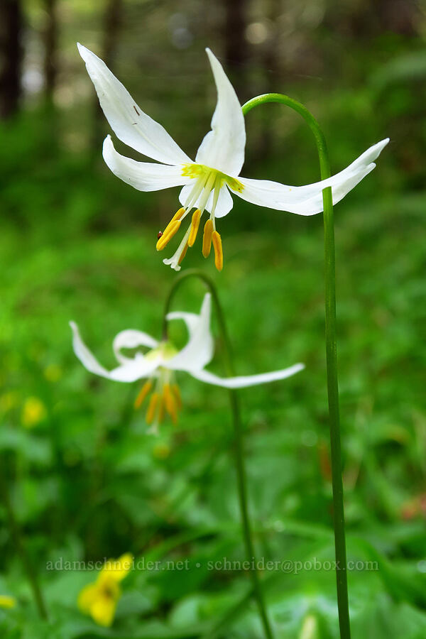 Coast Range fawn lilies (Erythronium elegans) [Pioneer-Indian Trail, Siuslaw National Forest, Tillamook County, Oregon]