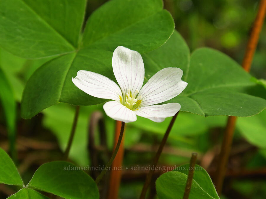 redwood sorrel (Oxalis oregana) [Pioneer-Indian Trail, Siuslaw National Forest, Tillamook County, Oregon]