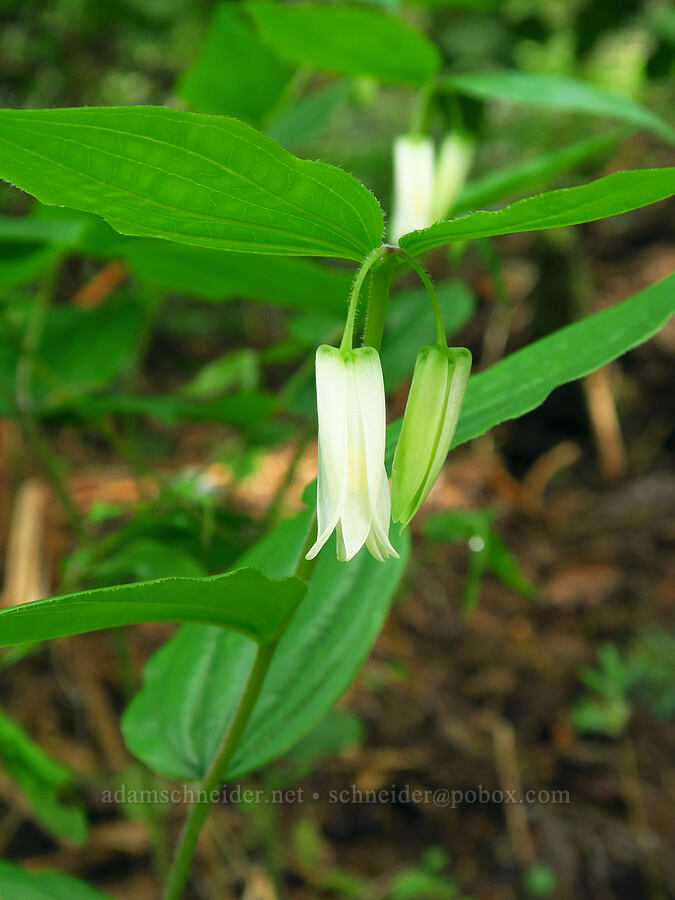 Smith's fairy bells (Prosartes smithii (Disporum smithii)) [Pioneer-Indian Trail, Siuslaw National Forest, Tillamook County, Oregon]