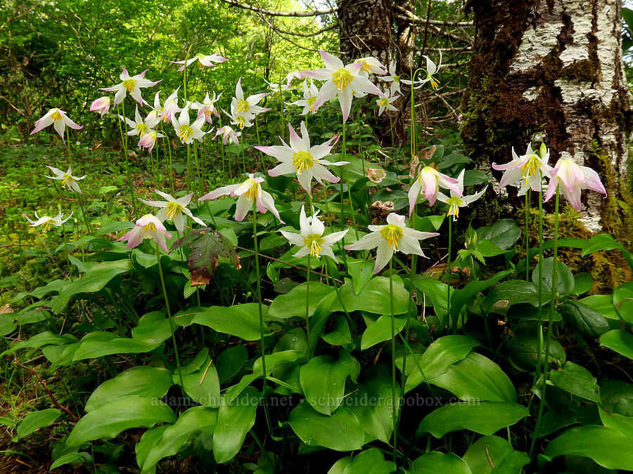 Coast Range fawn lilies (Erythronium elegans) [Pioneer-Indian Trail, Siuslaw National Forest, Tillamook County, Oregon]