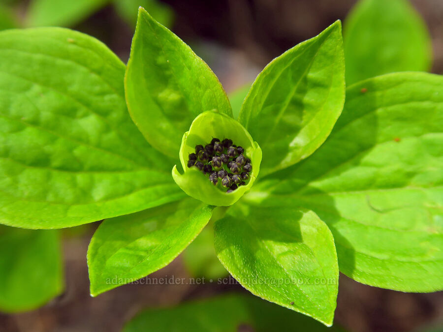 bunchberries, budding (Cornus unalaschkensis (Cornus canadensis)) [Pioneer-Indian Trail, Siuslaw National Forest, Tillamook County, Oregon]
