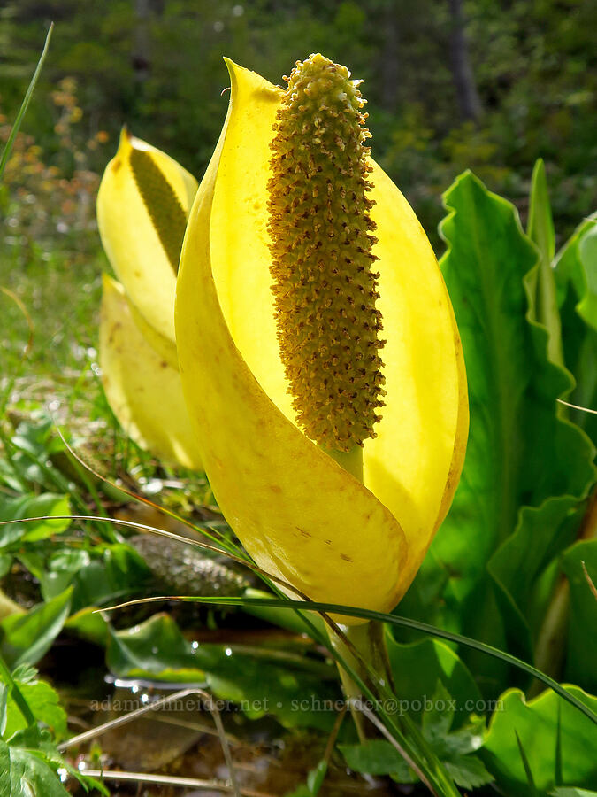 skunk cabbage (Lysichiton americanus) [Pioneer-Indian Trail, Siuslaw National Forest, Tillamook County, Oregon]