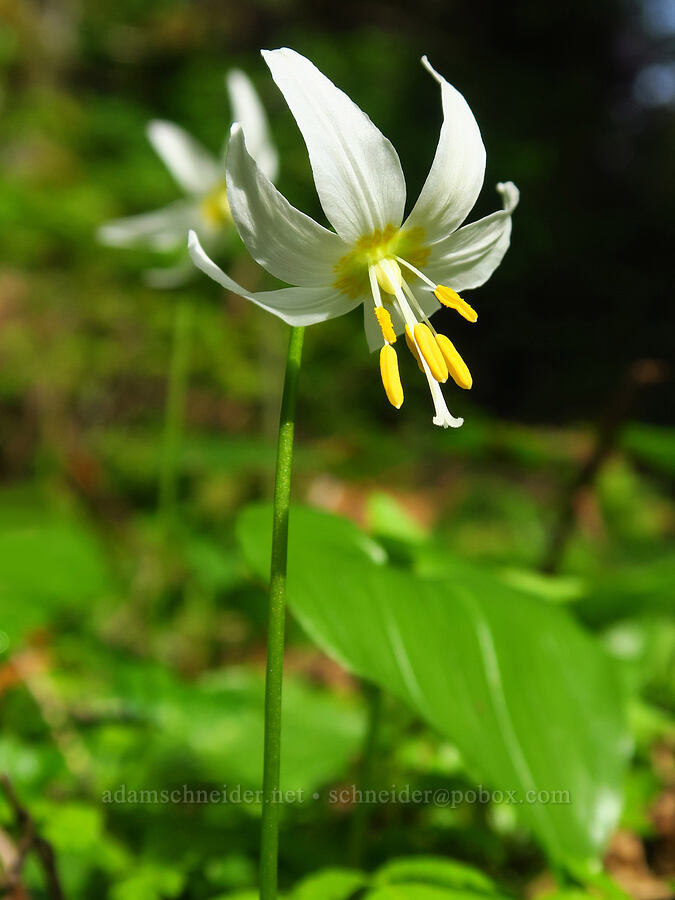 Coast Range fawn lilies (Erythronium elegans) [Pioneer-Indian Trail, Siuslaw National Forest, Tillamook County, Oregon]