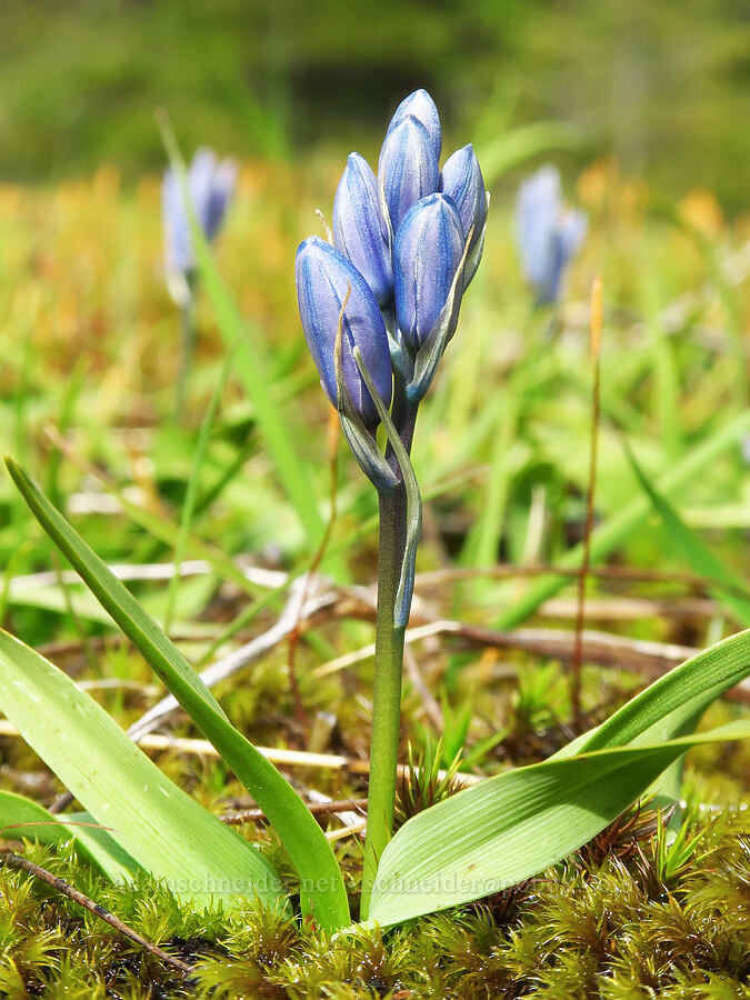 very short camas (Camassia quamash ssp. maxima) [Pioneer-Indian Trail, Siuslaw National Forest, Tillamook County, Oregon]