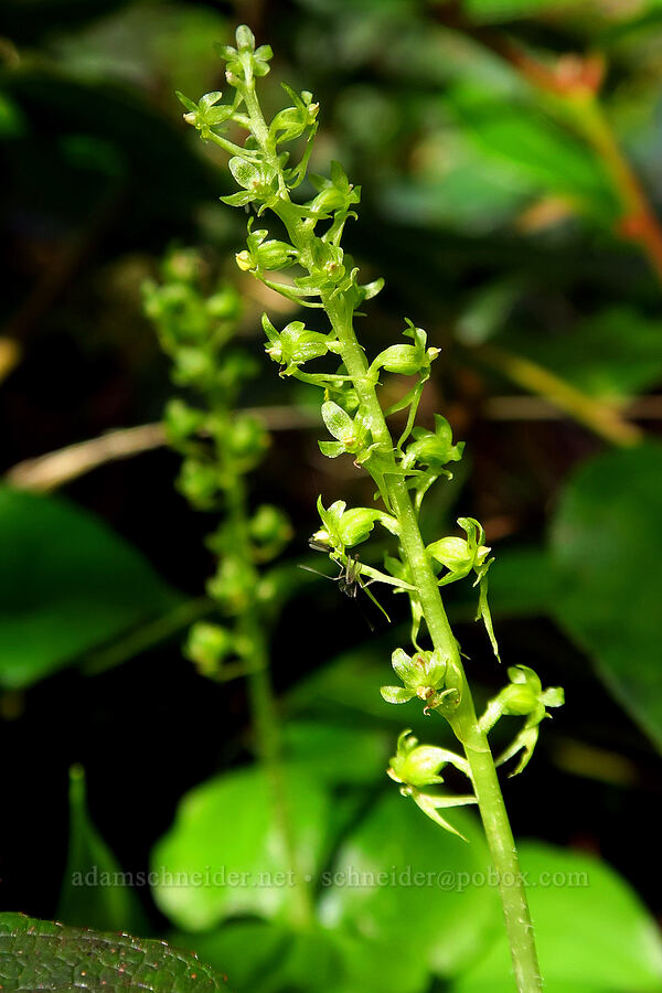 heart-leaf twayblade, green form (Neottia cordata (Listeria cordata)) [Mount Hebo, Siuslaw National Forest, Tillamook County, Oregon]