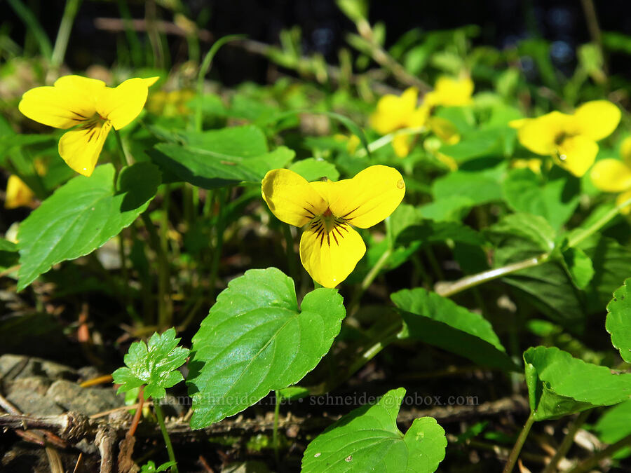 pioneer violets (Viola glabella) [Mount Hebo, Siuslaw National Forest, Tillamook County, Oregon]