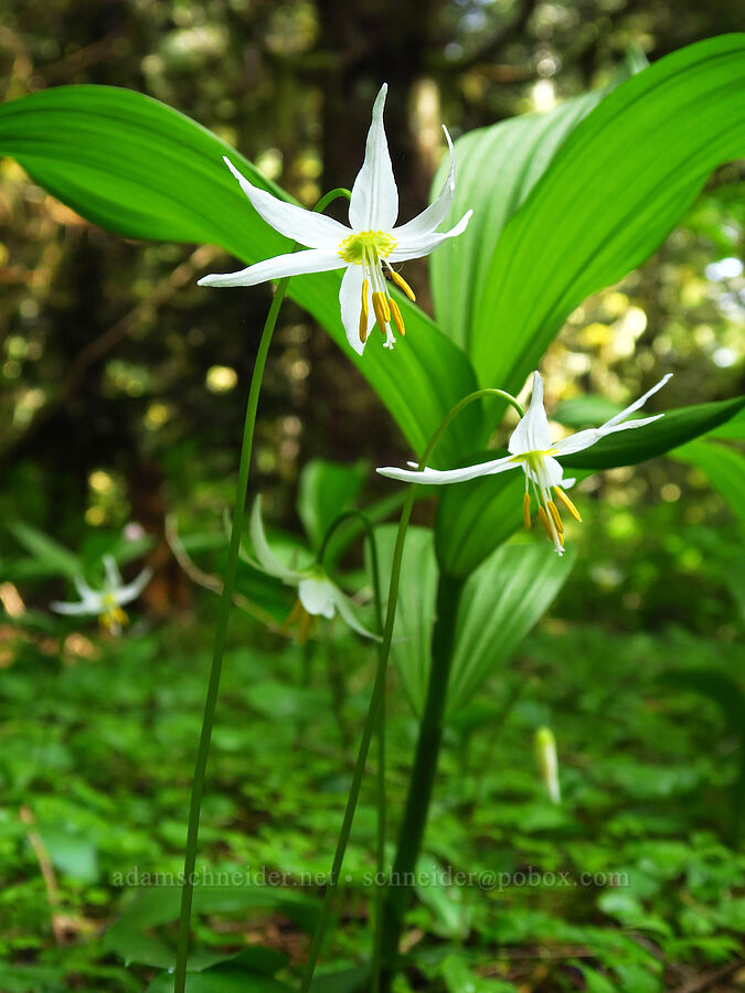 Coast Range fawn liles & corn lily leaves (Erythronium elegans, Veratrum californicum var. caudatum) [Mount Hebo, Siuslaw National Forest, Tillamook County, Oregon]