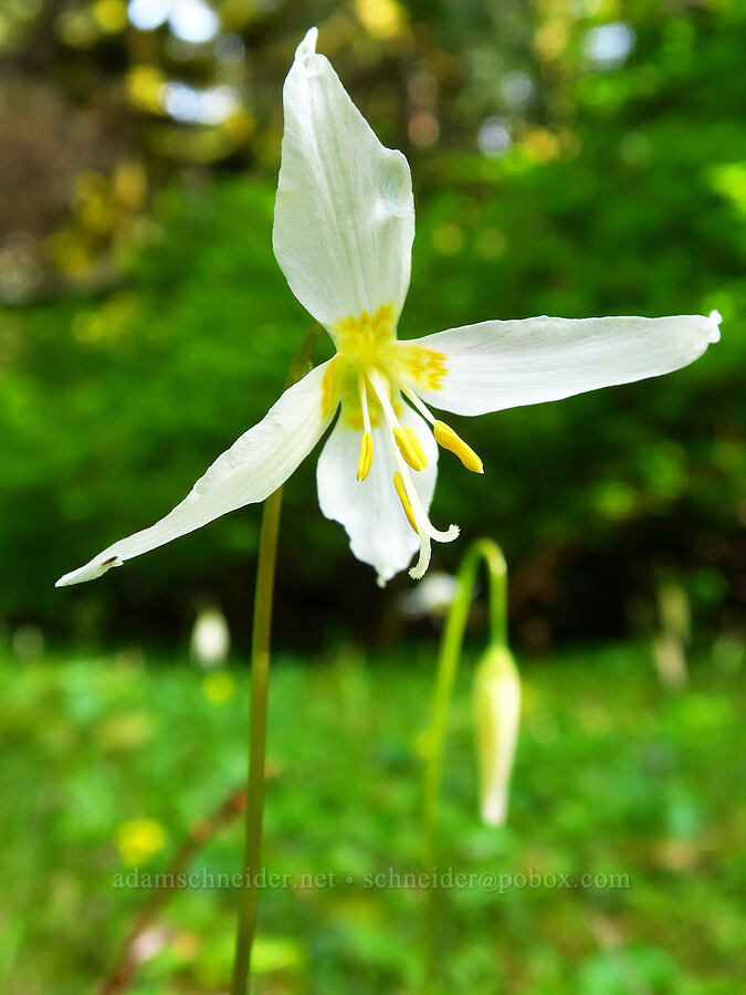 Coast Range fawn lily with 4 tepals (Erythronium elegans) [Mount Hebo, Siuslaw National Forest, Tillamook County, Oregon]