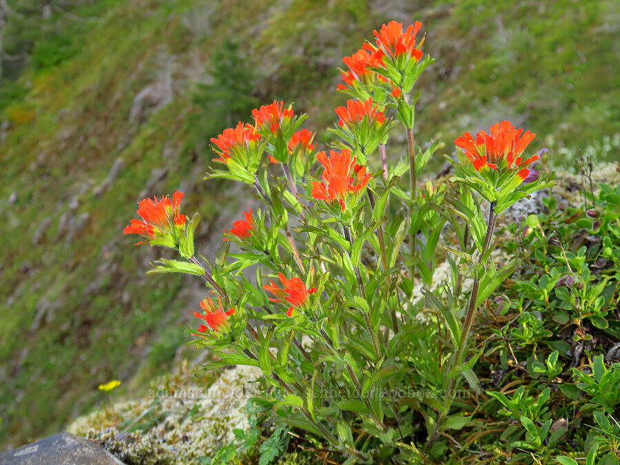 harsh paintbrush (Castilleja hispida) [Mount Hebo, Siuslaw National Forest, Tillamook County, Oregon]