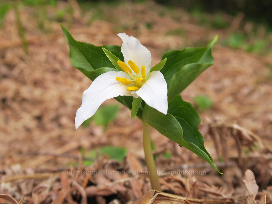 western trillium & last year's bracken ferns (Trillium ovatum, Pteridium aquilinum) [Mount Hebo, Siuslaw National Forest, Tillamook County, Oregon]