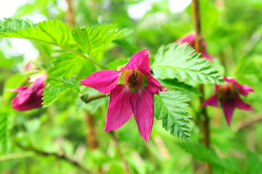salmonberry flowers (Rubus spectabilis) [Mount Hebo, Siuslaw National Forest, Tillamook County, Oregon]