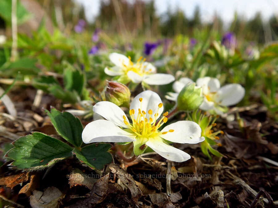 wild strawberry flower (Fragaria virginiana var. platypetala) [Mount Hebo, Siuslaw National Forest, Tillamook County, Oregon]